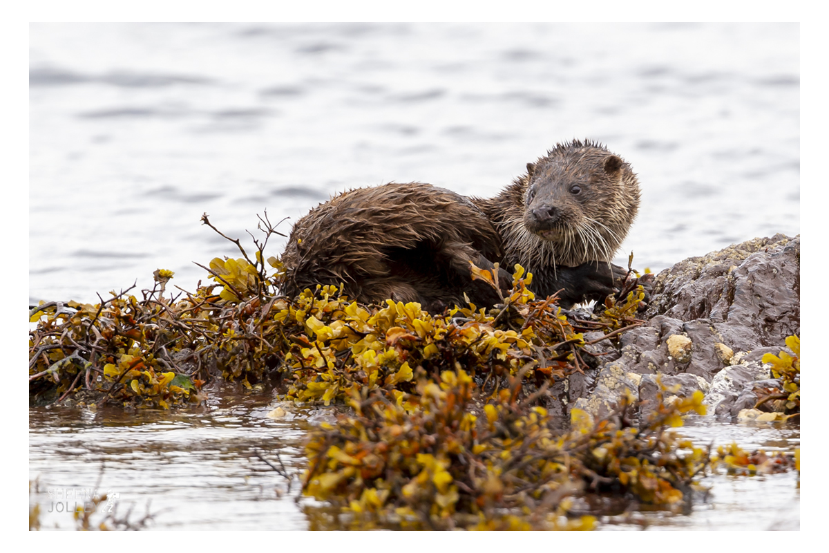 Galapagos Sea lion  pup  Hood Island  Galapagos  evening  flipper  IUCN RedList Vulnerable  photograph Talk to the Hand.jpg Talk to the Hand.jpg Talk to the Hand.jpg Talk to the Hand.jpg